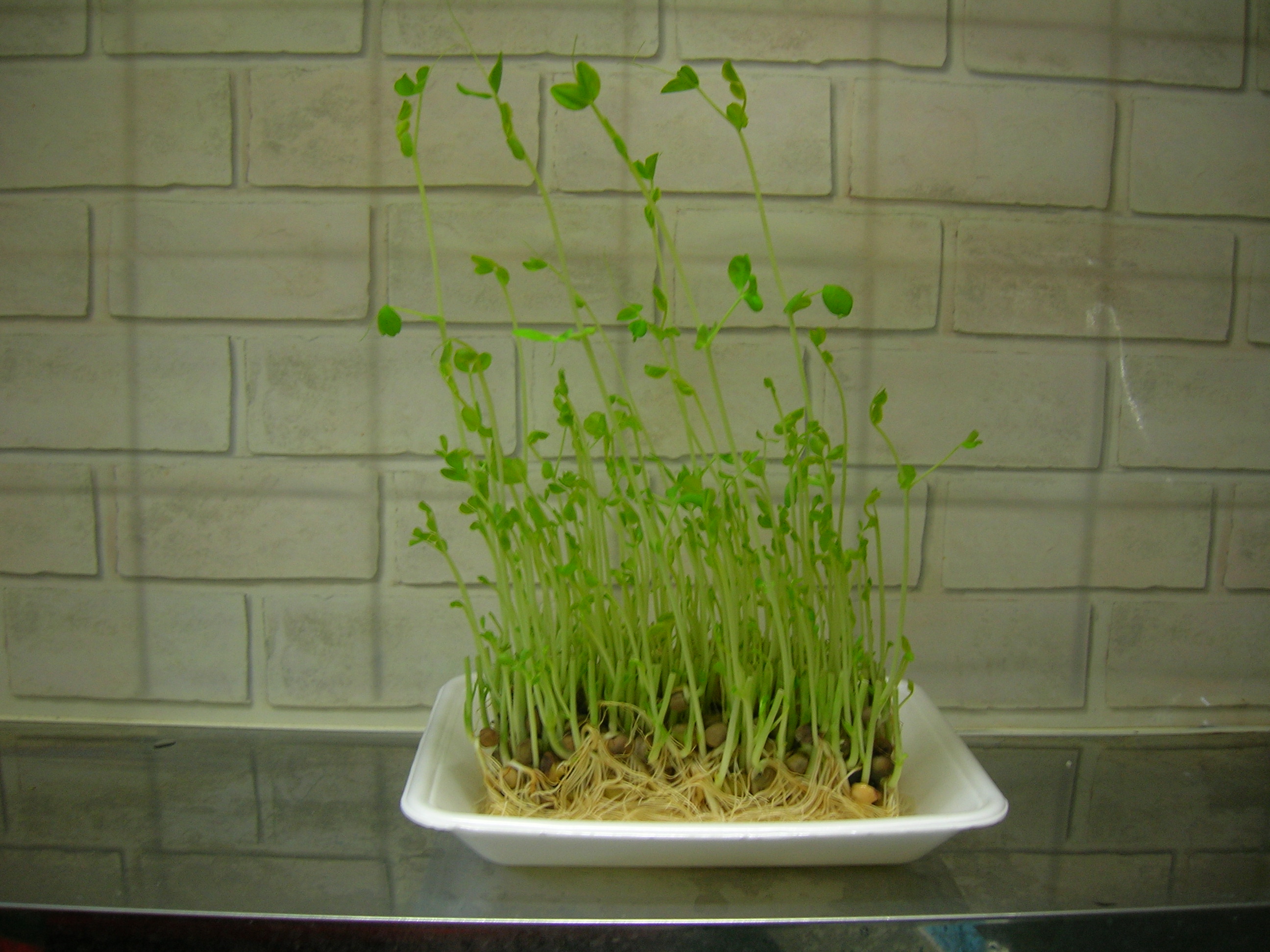 DSCN1911.JPG